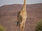 Lower part of African giraffe in front of rocky mountain, Palmwag Concession, Namibia, Africa