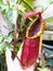 Lower Pitcher of Nepenthes beccariana x northiana