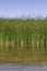 Lower Sand Cove pond reflection with green reeds on the shore