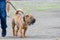 Lower section of man walking his pet on leash. Modern meat-mouth