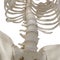 The lower spine