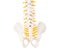 Lower spine coccyx and sacrum on a white background, isolate. Tailbone anatomy, disease coccygodynia