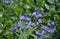 It is a lower woody shrub that offers late summer flowering of deep blue-violet color. The Heavenly Blue variety bears almost si