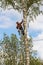 Lowering a large branch on a rope