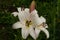 Lowers and buds of a white lily with raindrops in the garden. Beautiful flower background