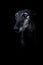 Lowkey Portrait of a black sighthound