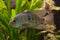 The lowland cichlid, pearlscale cichlid Herichthys carpintis.