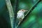 Lowland common tailorbird Orthotomus sutorius sutorius