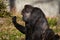 Lowland Gorilla