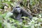 Lowland Gorilla in jungle full face sitting Gabon