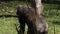 Lowland gorilla looking food on the ground