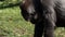 Lowland gorilla looking food on the ground