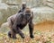 Lowland gorilla mother and infant