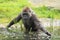 Lowland gorilla in water