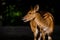 Lowland nyala portrait with baby