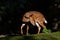 Lowland Nyala - Tragelaphus angasii, beautiful large forest antelope