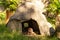 Lowland paca cuniculus eating in a rock shelter, animal feeding, ZOO Liberec, Czech Republic