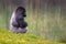 Lowland Silverback Gorilla
