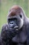 Lowland Silverback Gorilla