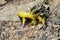 Lowland streaked tenrec , andasibe