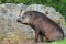 Lowland tapir