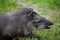 The lowland tapir. Animal portrait profile. Lying on the grass.