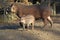 Lowland tapir baby and its parent