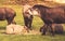 Lowland tapirs