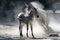 Lowland zebra foal and mother having dust bathing