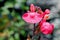 Lowryâ€™s Peach Sage, Salvia greggii