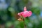 Lowryâ€™s Peach Sage, Salvia greggii