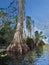 Loxahatchee River Cypress Trees in Florida