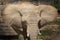 Loxodonta africana - front view of an elephant with outstretched large ears, long trunk and deception. Nice bokeh in the