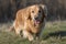 A loyal and affectionate Golden Retriever playing fetch, showing off its loyal and affectionate nature. Generative AI