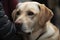 A loyal and affectionate Labrador Retriever cuddled up with its owner, showing off its loyal and affectionate nature. Generative