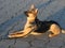 Loyal and attentive dog - german shepherd dog