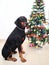 A loyal companion Doberman dog sitting near a Christmas tree , decoration with lights and colour balls