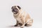 loyal cute pug dog isolated white background. High quality photo