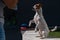 A loyal dog fulfills the command to serve. Jack Russell Terrier is sitting on its hind legs.