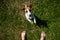 A loyal dog looks at the owner. Playful Jack Russell Terrier puppy standing next to the bare male feet on the green