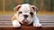 loyal english bulldog puppy