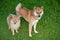 Loyal friend.Shiba inu and pomeranian puppy