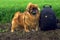 A loyal Pekingese is waiting for its owner, guarding his belongings