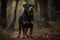 A loyal and protective Rottweiler standing guard, showing off its loyal and protective nature. Generative AI