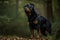 A loyal and protective Rottweiler standing guard,showing off its loyal and protective nature. Generative AI