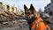 Loyal rescue dog in signal vest on building ruins, defocused background with text space