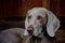 A loyal Weimaraner 2