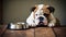 Loyal White English Bulldog Puppy Indoors generated by AI tool