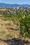 Lozenitsa Village and Vine plantations near town of Melnik, Bulgaria