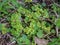 Lternate-leaved golden-saxifrage plant